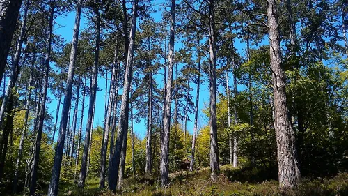 Deux détenus profitent d'une sortie en forêt pour s'évader