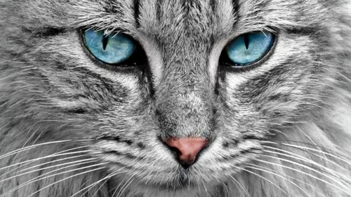 Économiser sur la nourriture de notre animal de compagnie, c'est...