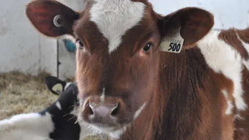 L214 dévoile les horreurs commises par un élevage de Gironde