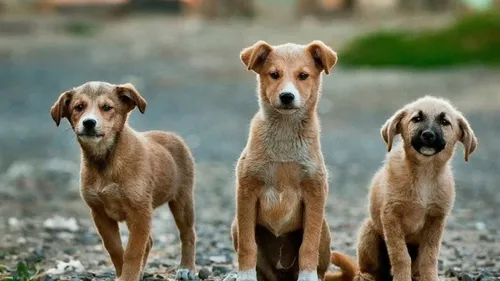 Abandons d’animaux à la SPA : « L’été s’annonce catastrophique »