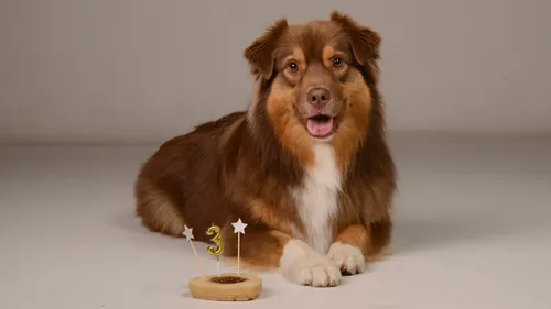 Avec Chijiwi, votre chien va être gâté !