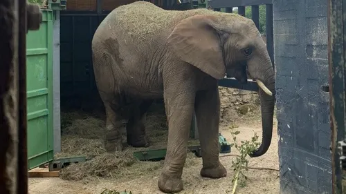Vingt ans après l’arrivée de Ben, le Zoo de Thoiry accueille un...
