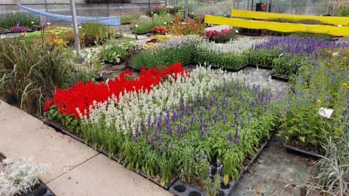 Sécheresse : plus de 10 000 plantes distribuées aux habitants à Sens 