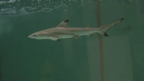 Une rare naissance d'un requin à pointe noire au sein de l'Aquarium...