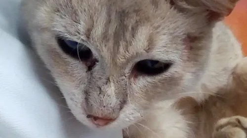 Dordogne : une association tente le tout pour le tout pour sauver...