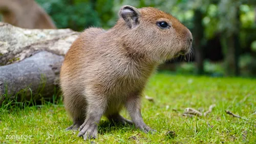 Sarthe : naissance de cinq bébés capybaras au zoo de La Flèche !