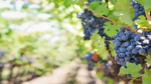 Le secteur agricole du Centre-Val de Loire manque de saisonniers