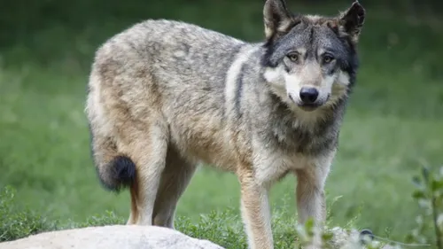 Le loup officiellement de retour dans l’Indre, une première depuis...