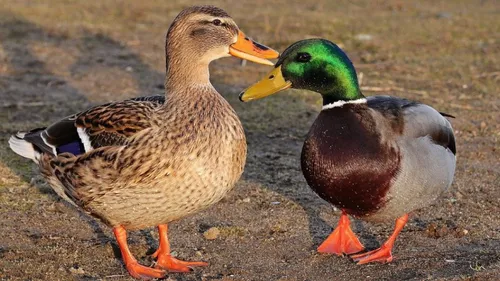 Dordogne : deux foyers de grippe aviaire détectés