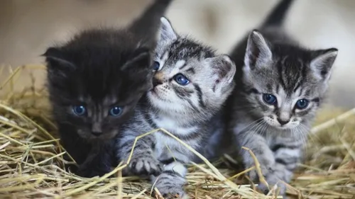 Une association propose de diviser nos frais de vétérinaire par trois 