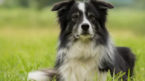 Un chien hérite de 5 millions de dollars ! (Vidéo)