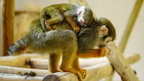 Sarthe : un bébé saïmiris est né au Zoo de la Flèche ! 