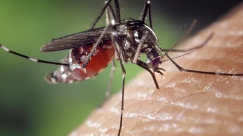 Prudence, le moustique tigre est déjà de retour