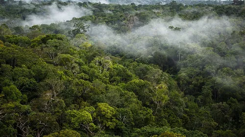 La déforestation en Amazonie recule encore, une baisse de 11%...