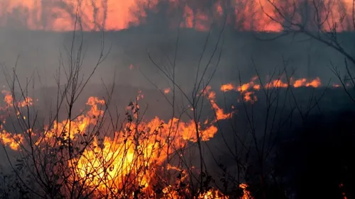 Loiret : 250 hectares de végétation partis en fumée à Vienne-en-Val