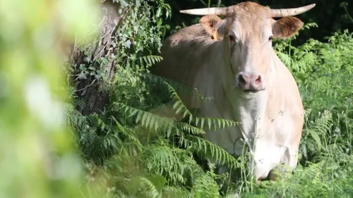 Une vache fugue en pleine nature pour tenter d'échapper à l’abattoir