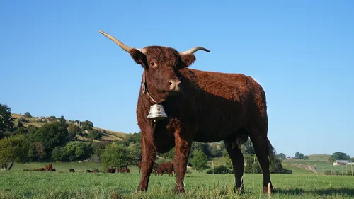 Ovalie : voici la nouvelle égérie du Salon de l’Agriculture 2023