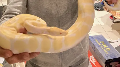 Mios : Deux Pythons et un Piranha retrouvés chez un contrebandier