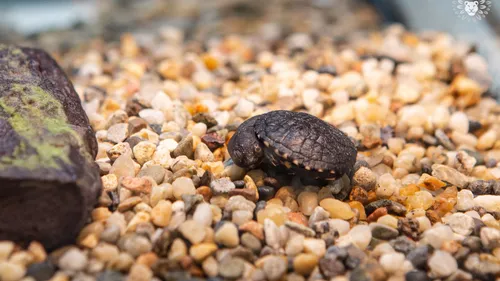 Zoo de Thoiry : naissance de deux bébés tortues d’une espèce en...
