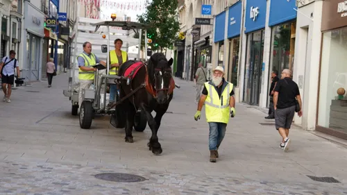 Le Mans : une jument s’occupe de votre tri sélectif 