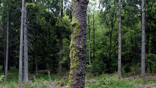 Ils découvrent un squelette pendant une partie de cache-cache dans...