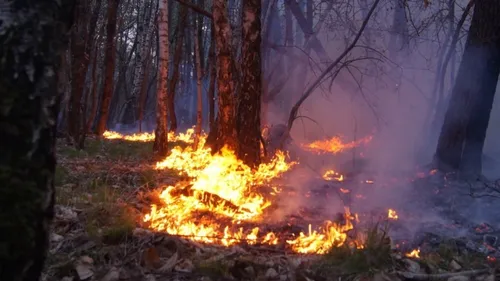Maine-et-Loire : huitième feu de forêt en quelques jours, la piste...