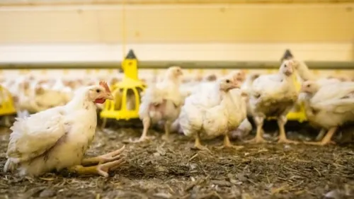 Gironde : les salariés du site LDC à Bazas appelés à faire grève ce...