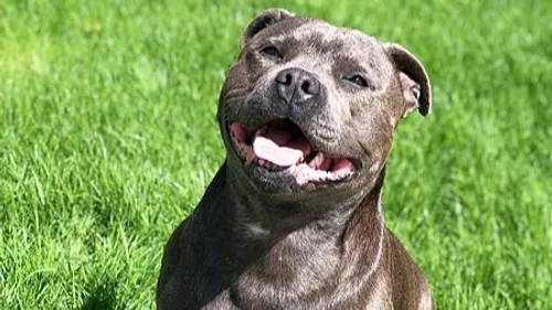 Essonne : une femme attaquée par ses trois chiens, son pronostic...