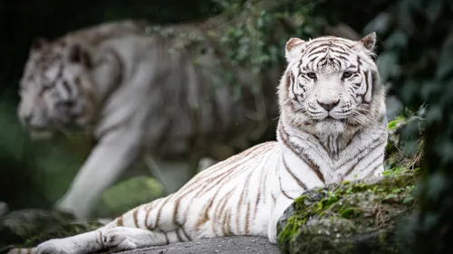 Le Zoo de Bordeaux-Pessac en deuil après la disparition de Kiara