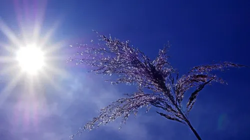 Canicule : des records de températures attendus ce lundi