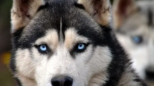 Un cas de rage détecté chez un chien en Île-de-France