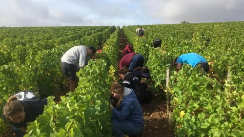 Visite et dégustation : on a testé les vendanges à Menetou-Salon...