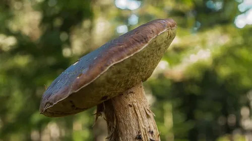 Attention aux applications de reconnaissance des champignons 