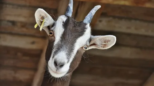 Tours : un quinquagénaire soupçonné d’avoir violé une chèvre