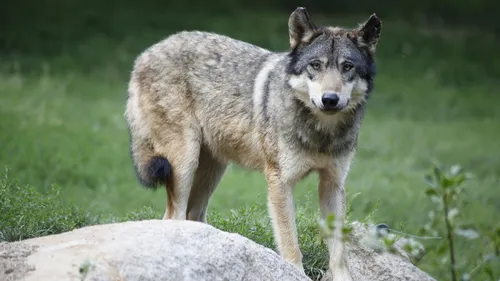 Indre : des brebis attaquées à Ruffec, une prédation par un loup «...