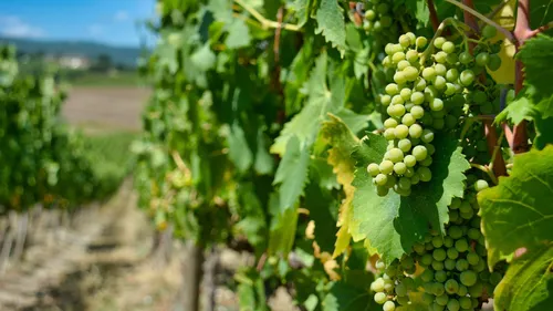 Après un hiver doux, les viticulteurs du Centre-Val de Loire...