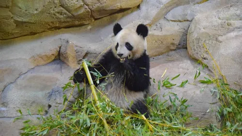 Un possible nouveau bébé panda au zoo de Beauval