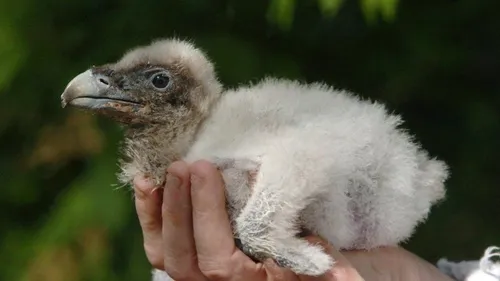 Espagne : deux poussins gypaète barbu sont nés à l’état sauvage 