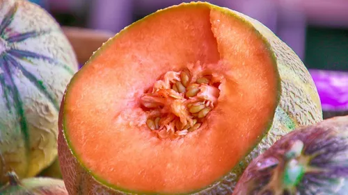 Près de 15% des melons français sont produits en Pays de la Loire