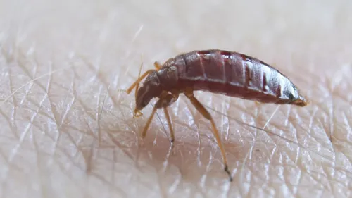 Punaises de lit : les astuces pour éviter de se faire avoir
