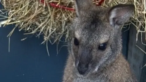 Ambarès-et-Lagrave : la femelle kangourou Vanille est de retour...