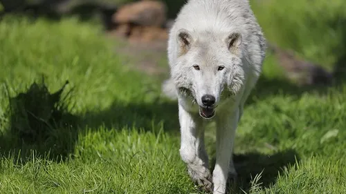 La joggeuse mordue par des loups à Thoiry est sortie d’affaire