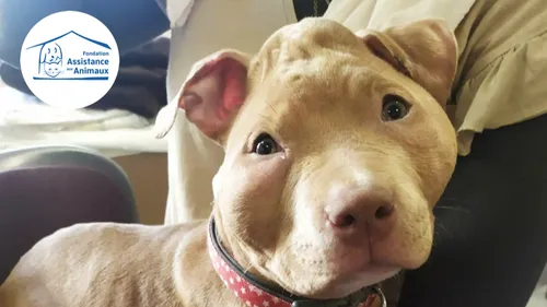 Un couple d’influenceur du Val d’Oise soupçonné de maltraitance...