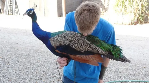 La mairie de Paris veut permettre à ses agents de travailler avec...