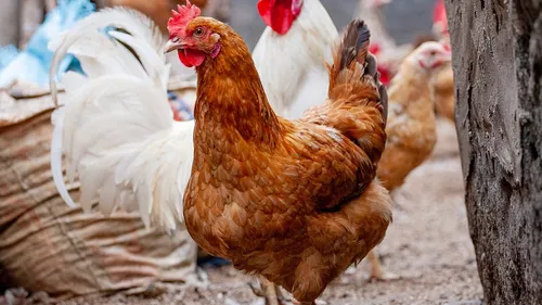 L’ARS de l’Île-de-France recommande de ne pas consommer les œufs du...