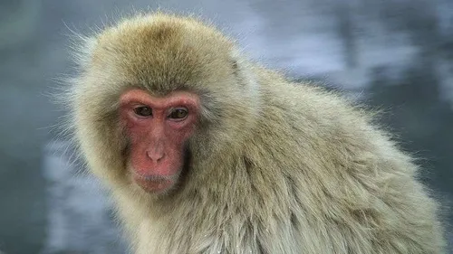 L'Ecosse déploie les grands moyens pour retrouver un singe évadé...