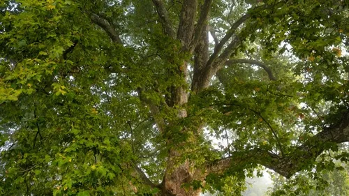 Quel sera le plus bel arbre de l’année?