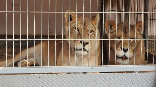 Cher : quatre lions et un tigre blanc saisis dans un cirque à...