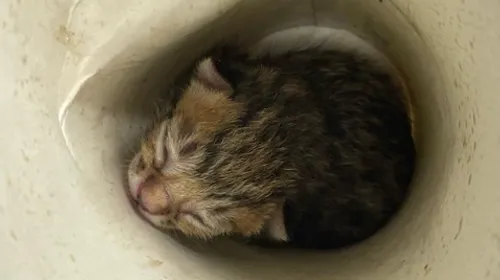 La mère de ce chaton semble avoir eu sa portée dans les gradins...