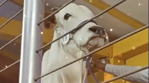 Brésil : une vache bat tous les records de vente aux enchères